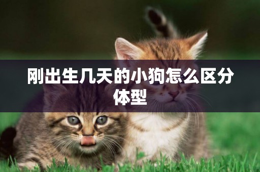 剛出生幾天的小狗怎么區分體型