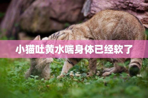 小貓吐黃水喘身體已經軟了
