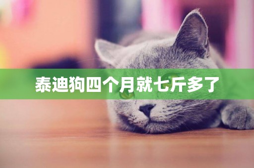 泰迪狗四個月就七斤多了
