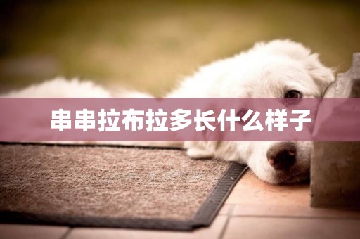 串串拉布拉多長什么樣子
