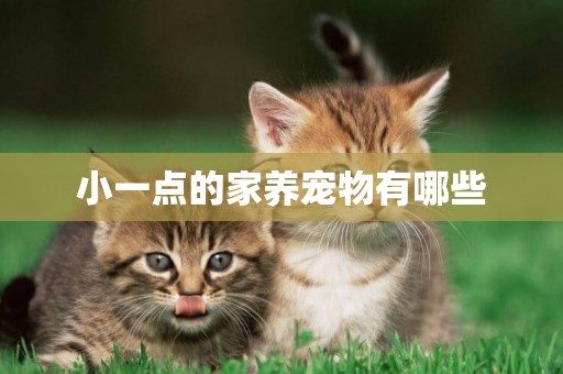 小一點的家養寵物有哪些