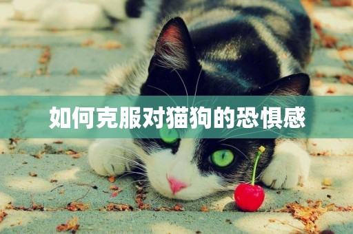 如何克服對貓狗的恐懼感