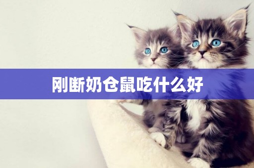 剛斷奶倉鼠吃什么好