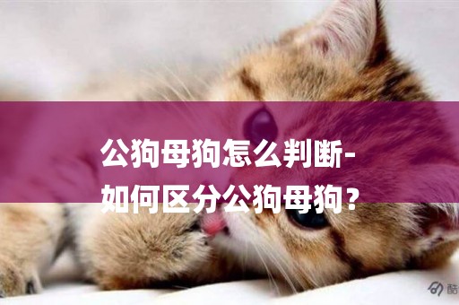 公狗母狗怎么判斷-
如何區分公狗母狗？