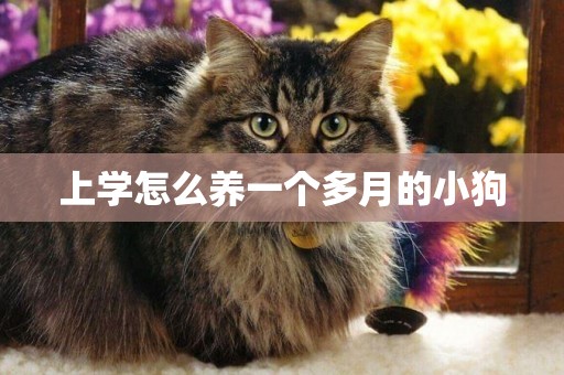 上學怎么養一個多月的小狗