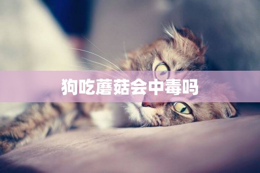 狗吃蘑菇會中毒嗎