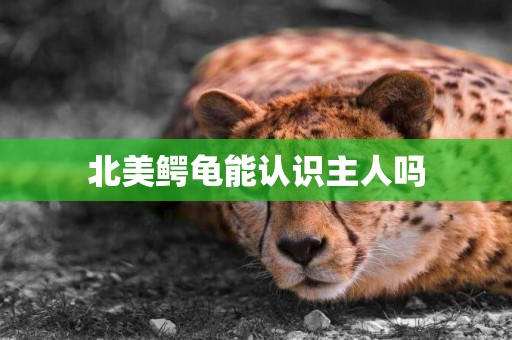 北美鱷龜能認識主人嗎