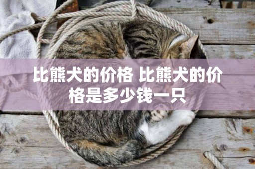 比熊犬的價格 比熊犬的價格是多少錢一只