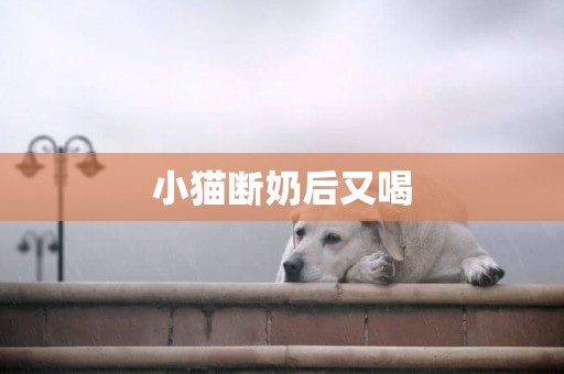小貓斷奶后又喝