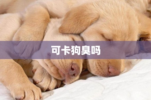 可卡狗臭嗎