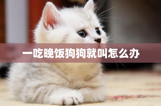 一吃晚飯狗狗就叫怎么辦