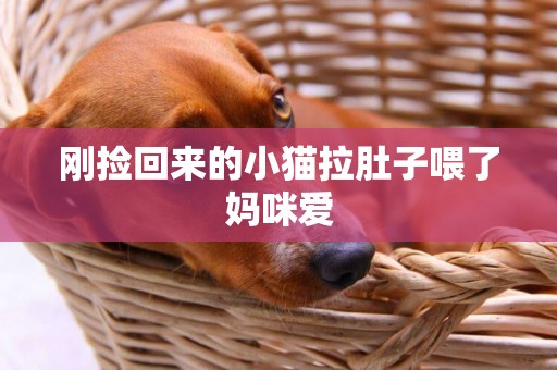 剛撿回來的小貓拉肚子喂了媽咪愛