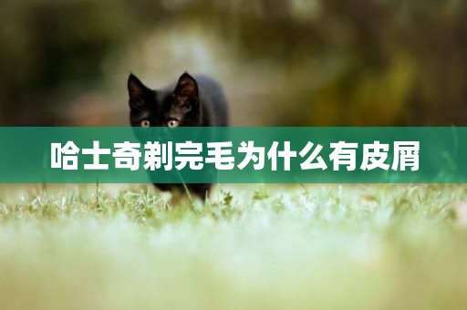 哈士奇剃完毛為什么有皮屑