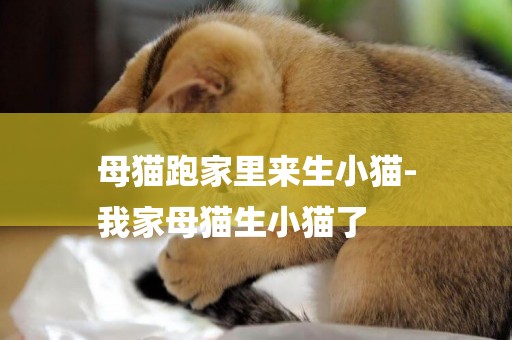 母貓跑家里來生小貓-
我家母貓生小貓了