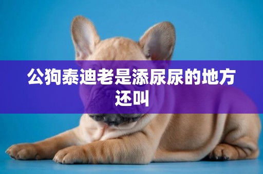公狗泰迪老是添尿尿的地方還叫