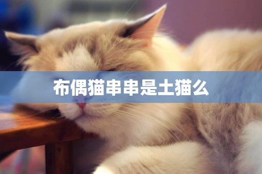 布偶貓串串是土貓么