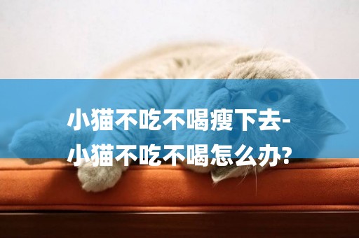 小貓不吃不喝瘦下去-
小貓不吃不喝怎么辦?