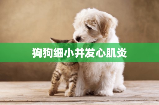 狗狗細小并發心肌炎