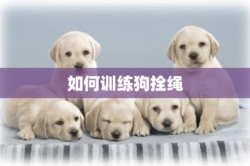 如何訓練狗拴繩