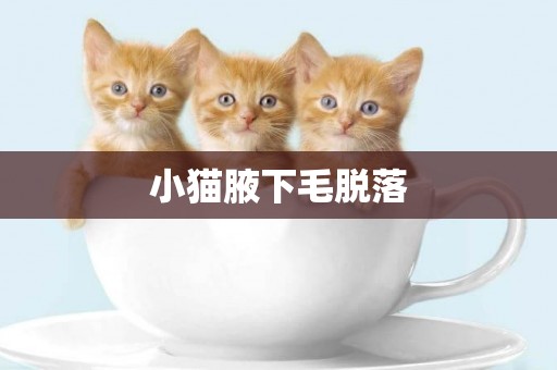 小貓腋下毛脫落