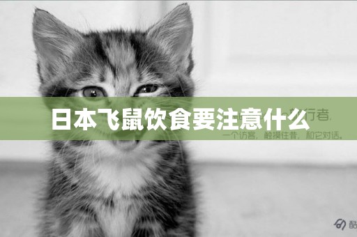 日本飛鼠飲食要注意什么