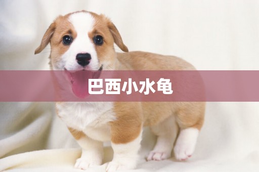 巴西小水龜