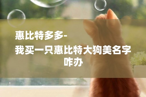 惠比特多多-
我買一只惠比特大狗美名字咋辦