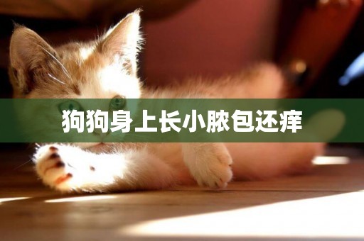 狗狗身上長小膿包還癢