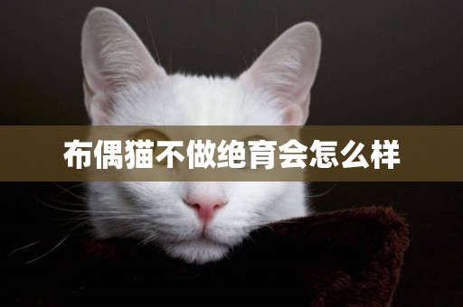 布偶貓不做絕育會怎么樣