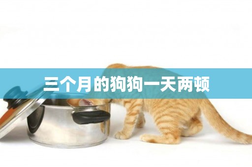 三個月的狗狗一天兩頓