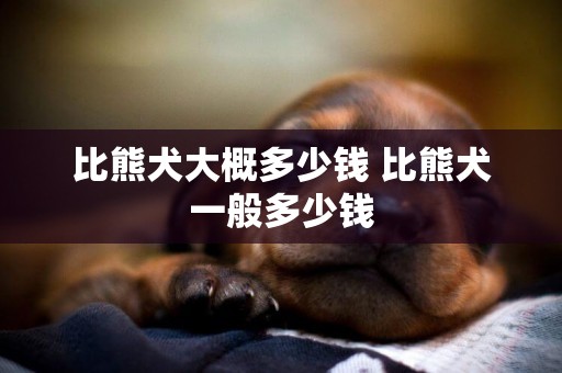 比熊犬大概多少錢 比熊犬一般多少錢