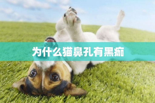 為什么貓鼻孔有黑痂