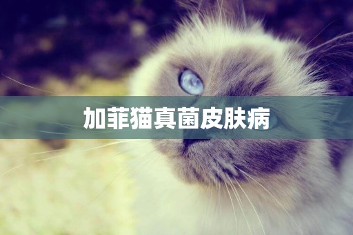 加菲貓真菌皮膚病