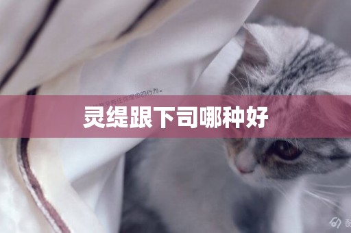 靈緹跟下司哪種好