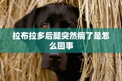 拉布拉多后腿突然瘸了是怎么回事