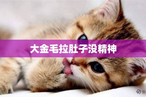 大金毛拉肚子沒精神