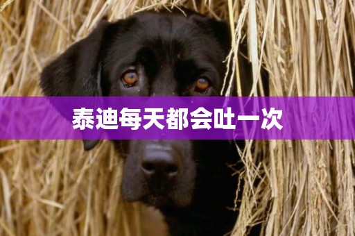泰迪每天都會吐一次