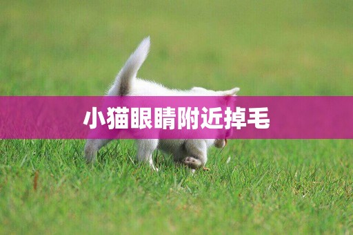 小貓眼睛附近掉毛