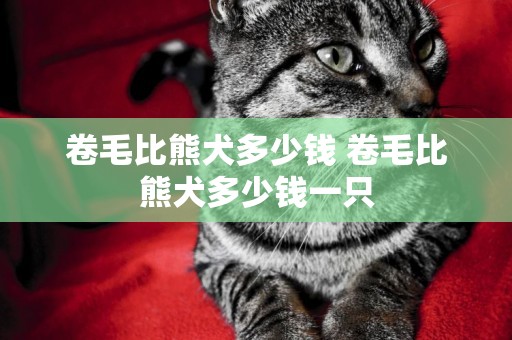 卷毛比熊犬多少錢 卷毛比熊犬多少錢一只
