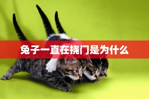 兔子一直在撓門是為什么
