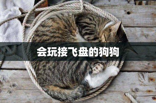 會玩接飛盤的狗狗