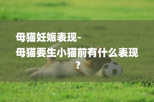 母貓妊娠表現-
母貓要生小貓前有什么表現？