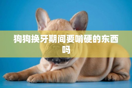 狗狗換牙期間要啃硬的東西嗎