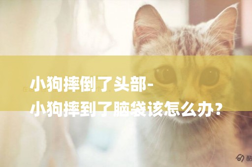 小狗摔倒了頭部-
小狗摔到了腦袋該怎么辦？