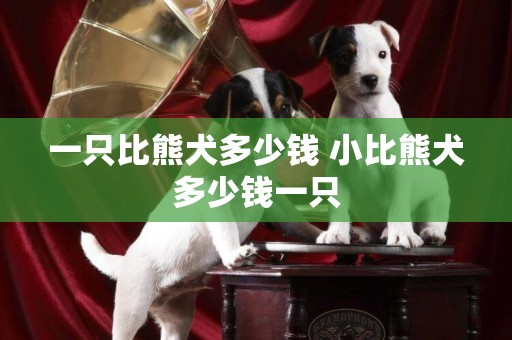 一只比熊犬多少錢 小比熊犬多少錢一只