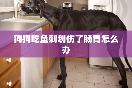 狗狗吃魚刺劃傷了腸胃怎么辦