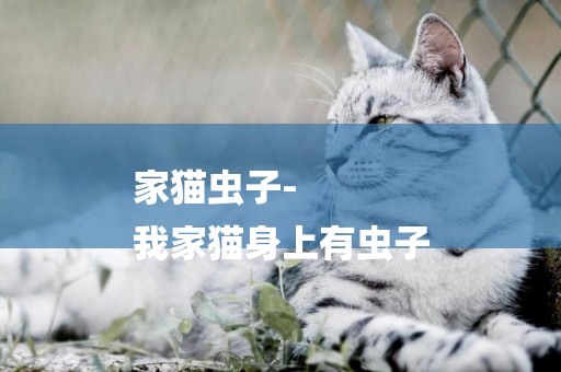 家貓蟲子-
我家貓身上有蟲子