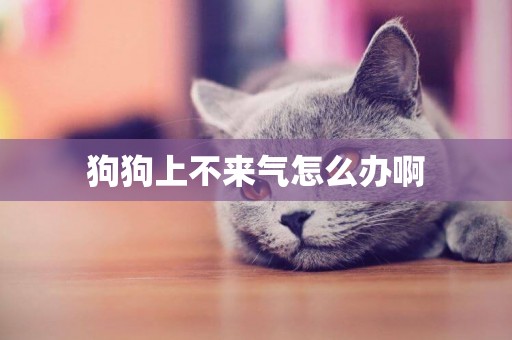 狗狗上不來氣怎么辦啊