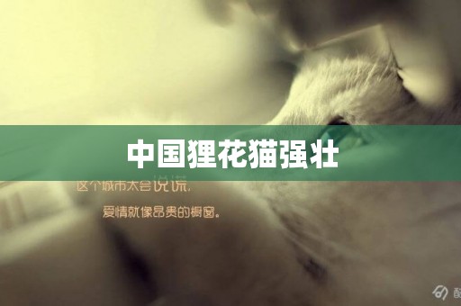 中國貍花貓強壯