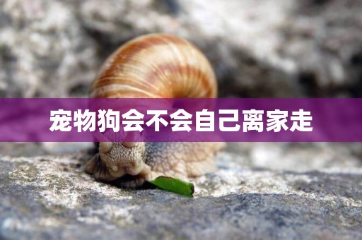 寵物狗會不會自己離家走